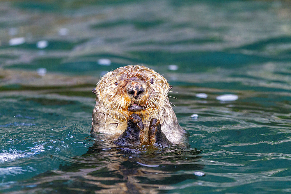 Adult female sea otter (Enhydra lutris kenyoni) eating urchins she has gathered off the sea floor in Inian Pass, Southeastern Alaska, Pacific Ocean, United States of America, North America