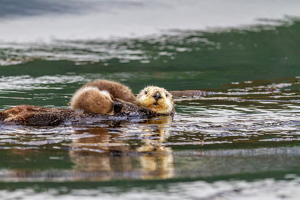 Adult sea otter (Enhydra lutris kenyoni) mother with her pup on her chest in Inian Pass, Southeastern Alaska, Pacific Ocean, United States of America, North America