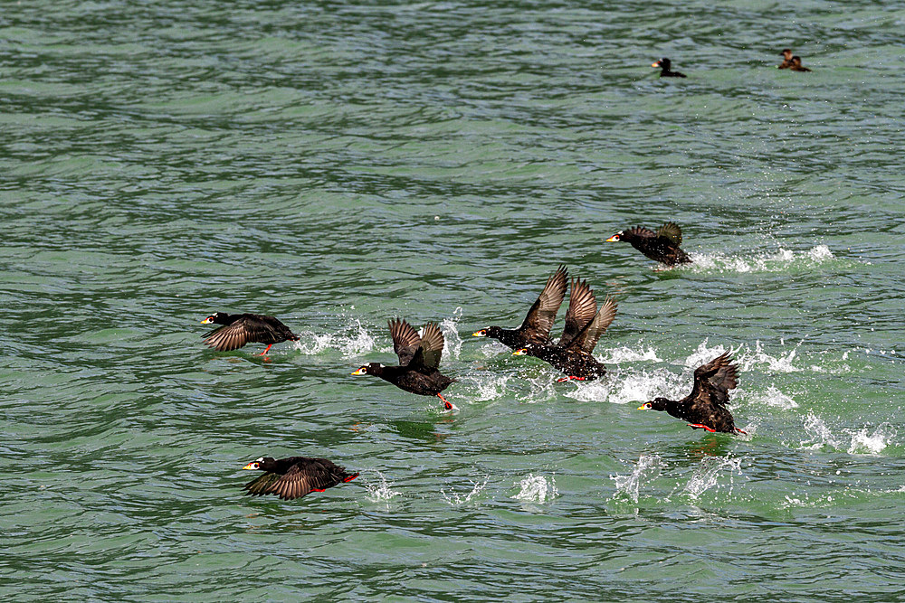 Adult surf scoters (Melanitta perspicillata) in flight in Glacier Bay National Park, UNESCO World Heritage Site, Southeast Alaska, Pacific Ocean, United States of America, North America