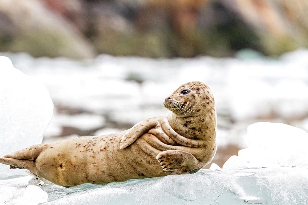 Harbor seal (Phoca vitulina) hauled out on ice calved from South Sawyer Glacier, Southeast Alaska, United States of America, North America