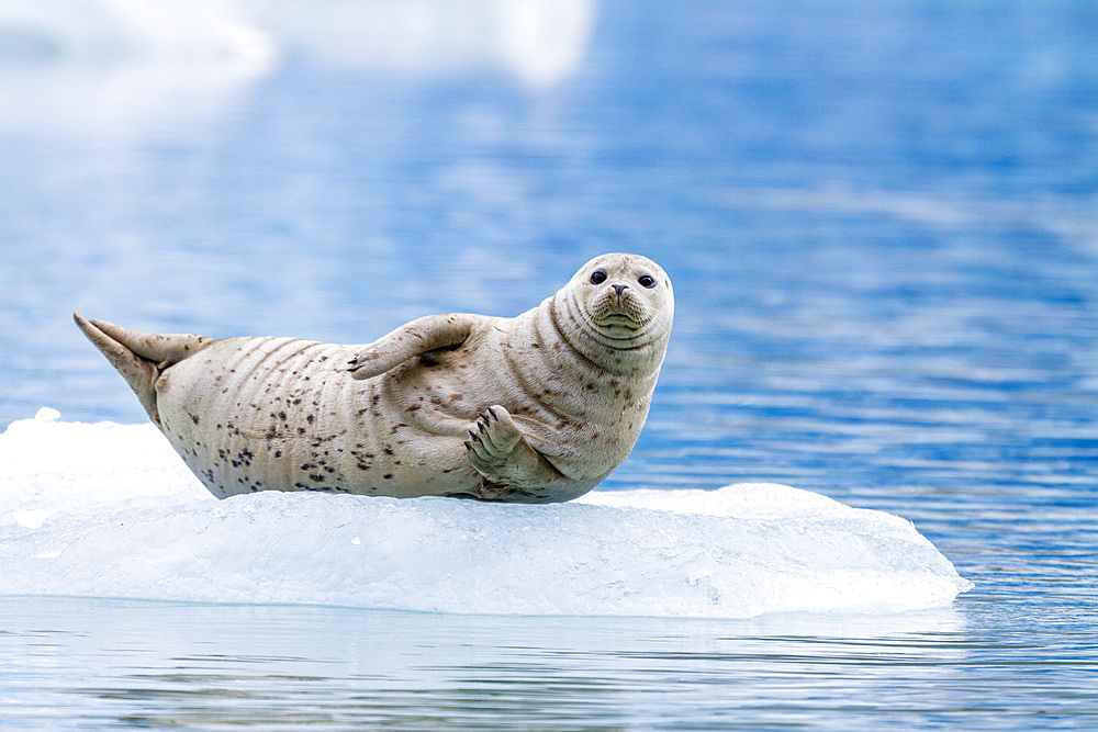 Harbor seal (Phoca vitulina) hauled out on ice calved from South Sawyer Glacier, Southeast Alaska, United States of America, North America