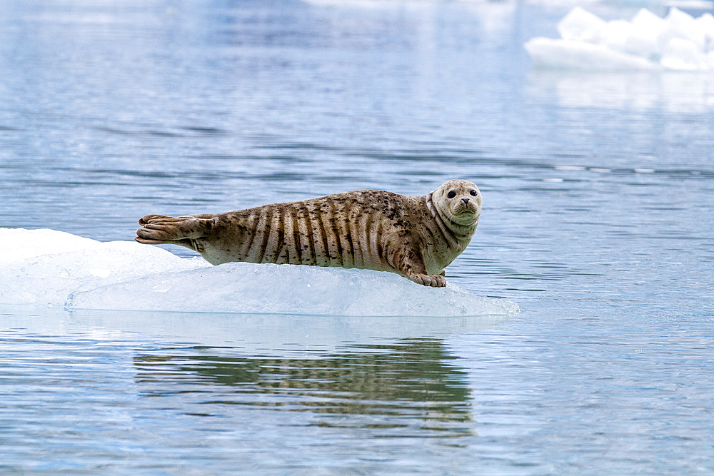 Harbor seal (Phoca vitulina) hauled out on ice calved from South Sawyer Glacier, Southeast Alaska, United States of America, North America