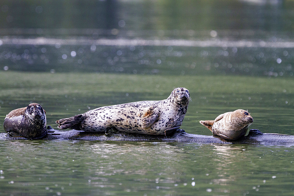 Harbor seals (Phoca vitulina) hauled out on a submerged log in Misty Fjord National Monument, Southeast Alaska, United States of America, North America