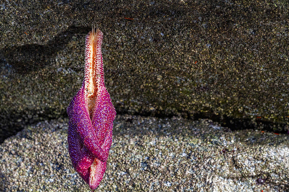 Sea star stranded by the low tide in Jackson Pass Provincial Marine Park, British Columbia, Canada, North America