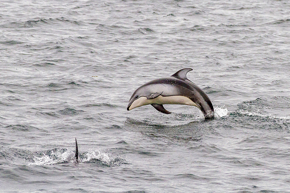 A pod of Pacific white-sided dolphins (Lagenorhynchus obliquidens) leaping and surfacing in Johnstone Strait, British Columbia, Canada, North America