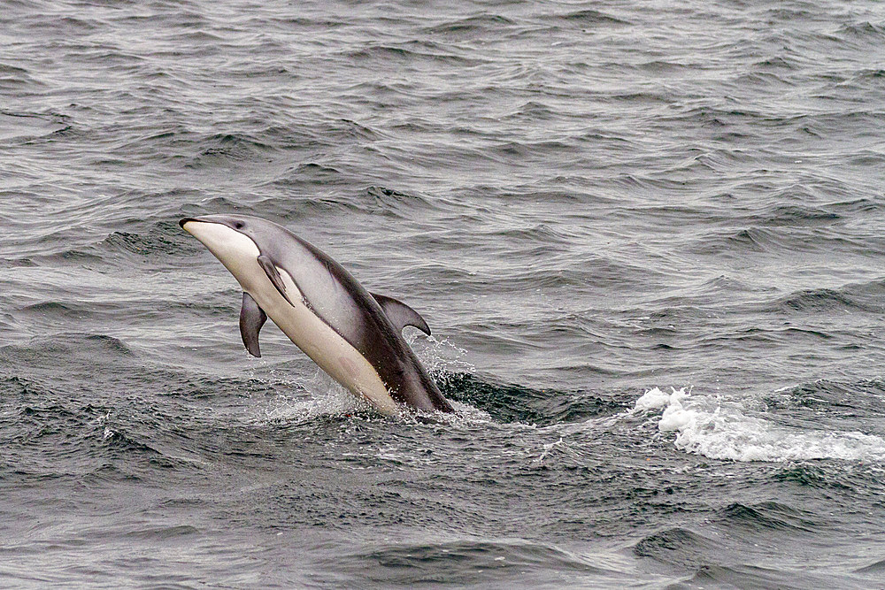 A pod of Pacific white-sided dolphins (Lagenorhynchus obliquidens) leaping and surfacing in Johnstone Strait, Canada.