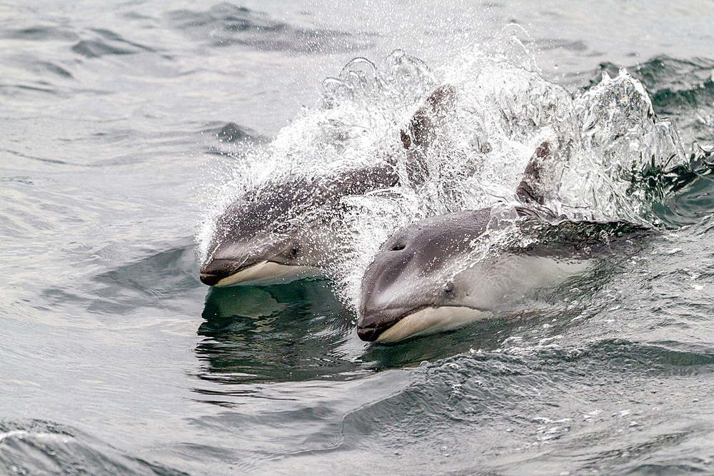 A pod of Pacific white-sided dolphins (Lagenorhynchus obliquidens) leaping and surfacing in Johnstone Strait, British Columbia, Canada, North America