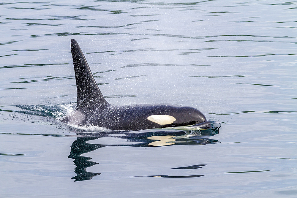 An adult bull killer whale (Orcinus orca) surfacing in Johnstone Strait, British Columbia, Canada, Pacific Ocean, North America