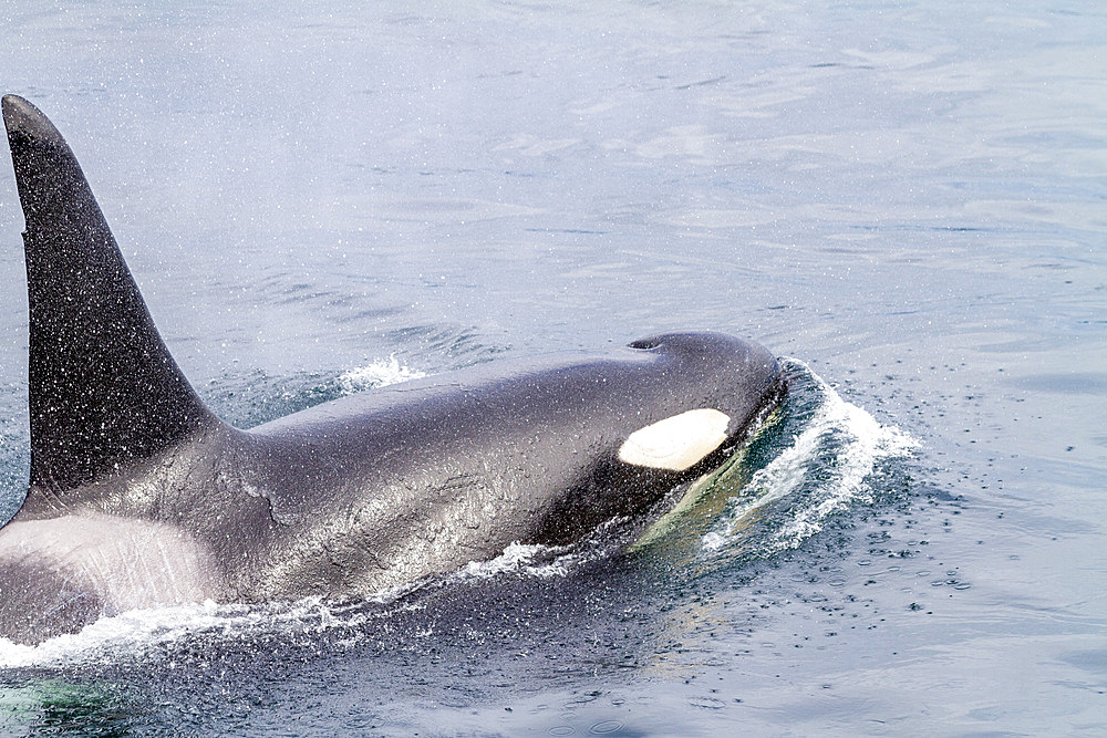 An adult bull killer whale (Orcinus orca) surfacing in Johnstone Strait, British Columbia, Canada, Pacific Ocean, North America