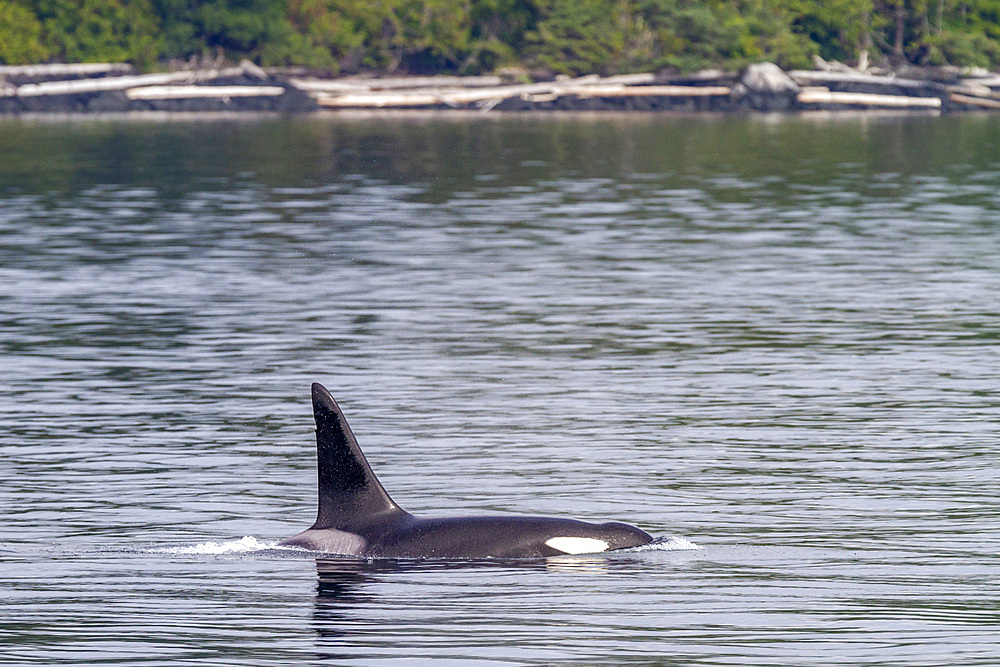 An adult bull killer whale (Orcinus orca) surfacing in Johnstone Strait, British Columbia, Canada, Pacific Ocean, North America