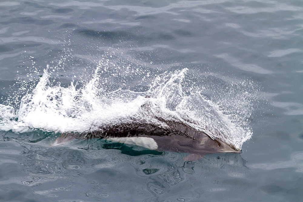 Adult Dall's porpoise (Phocoenoides dalli) surfacing with characteristic rooster tail splash in Johnstone Strait, British Columbia, Canada, North America