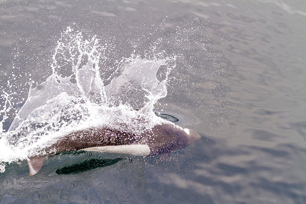 Adult Dall's porpoise (Phocoenoides dalli) surfacing with characteristic rooster tail splash in Johnstone Strait, British Columbia, Canada, North America