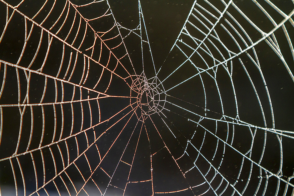 A spider web in the early morning mist, Prince Rupert, British Columbia, Canada, North America