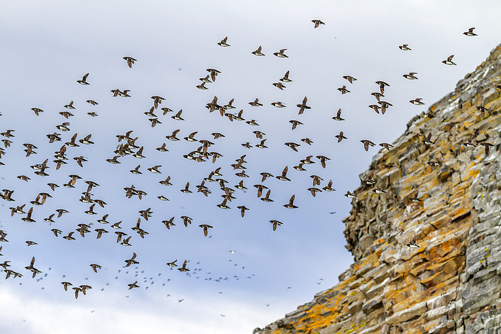 Adult dovekies (Little Auk) (Alle alle) in flight at Rubini Rock, Tikhaya Bay on Hooker Island in Franz Josef Land, Russia, Arctic Ocean, Eurasia