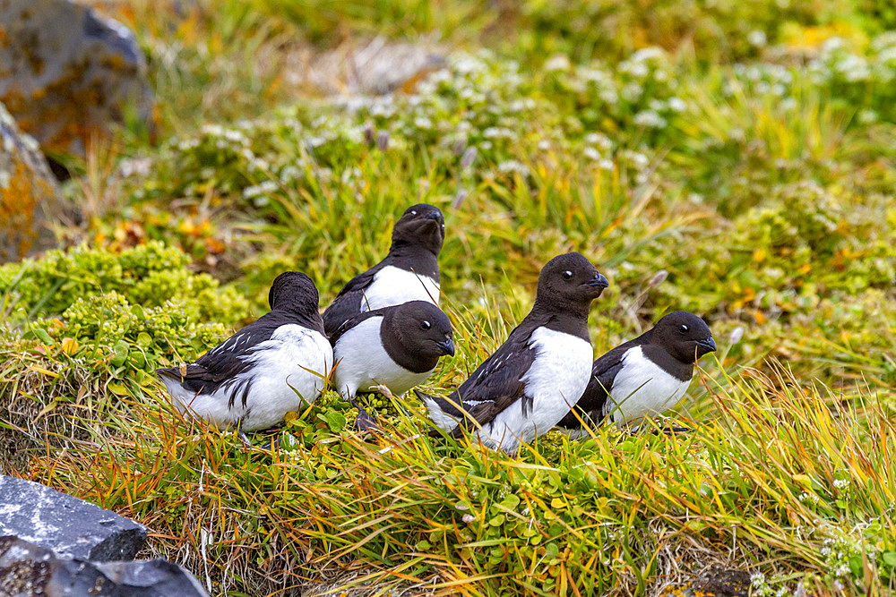 Adult dovekies (Little Auk) (Alle alle) at their breeding site amongst scree slopes at Rubini Rock, Tikhaya Bay, Hooker Island, Franz Josef Land, Russia, Arctic Ocean, Eurasia