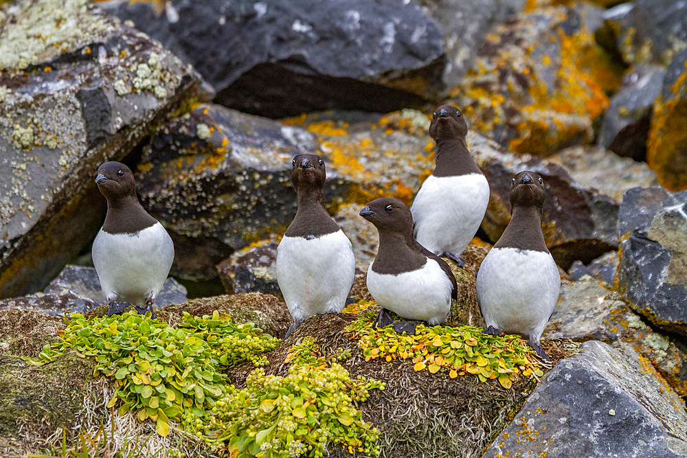 Adult dovekies (Alle alle) at their breeding site amongst scree slopes at Rubini Rock, Tikhaya Bay, Hooker Island, Russia.