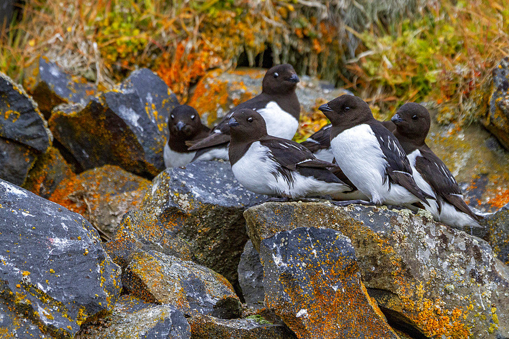 Adult dovekies (Little Auk) (Alle alle) at their breeding site amongst scree slopes at Rubini Rock, Tikhaya Bay, Hooker Island, Franz Josef Land, Russia, Arctic Ocean, Eurasia