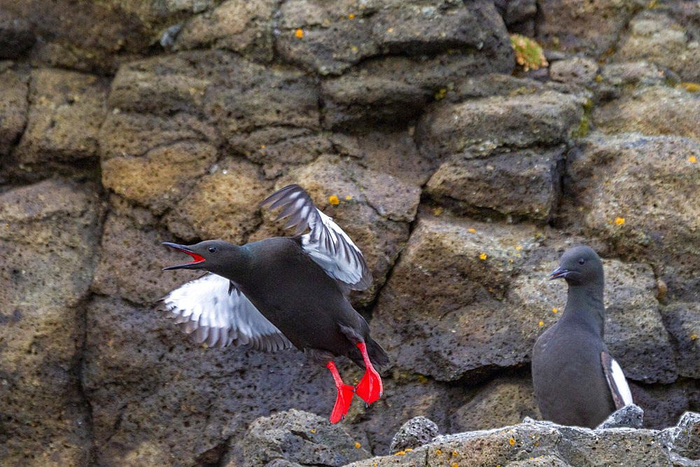 Adult black guillemot (Cepphus grylle) at breeding site on Alexander Island, Franz Josef Land, Russia, Arctic Ocean, Eurasia