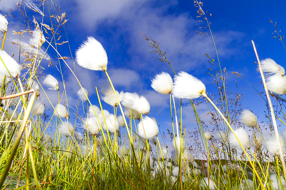 A large stand of Arctic cotton (Eriophorum callitrix) in Franz Josef Land, Russia, Arctic Ocean.