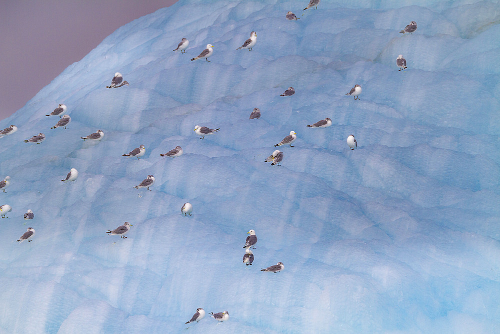 Adult black-legged kittiwakes (Rissa tridactyla) on ice near Alexander Island in Franz Josef Land, Russia, Arctic Ocean.