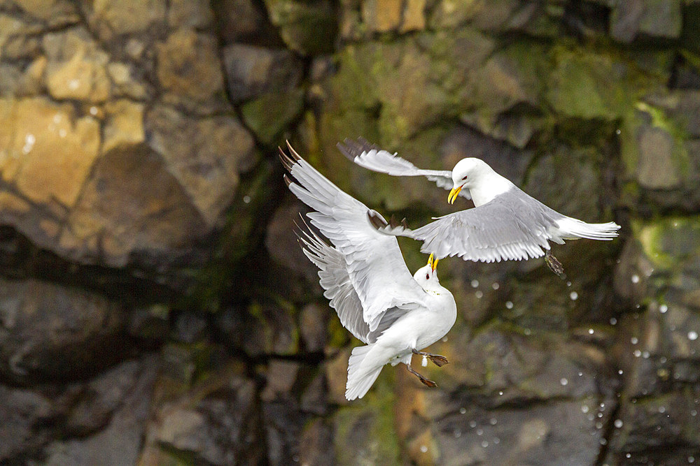 Adult black-legged kittiwake (Rissa tridactyla) in aerial combat against another kittiwake near Alexander Island, Russia, Eurasia