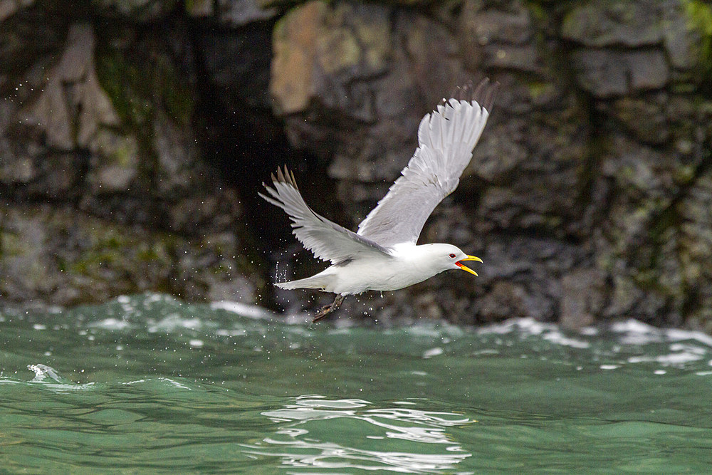 Adult black-legged kittiwake (Rissa tridactyla) in flight near Alexander Island in Franz Josef Land, Russia, Arctic Ocean.