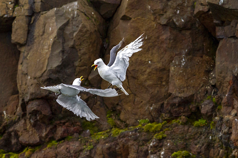 Adult black-legged kittiwake (Rissa tridactyla) in combat with a second kittiwake near Alexander Island, Russia.