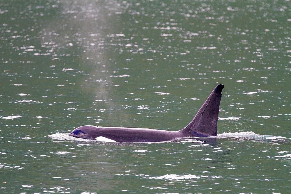 A lone adult male killer whale (Orcinus orca) encountered in Glacier Bay National Park, UNESCO World Heritage Site, Southeast Alaska, United States of America, Pacific Ocean, North America