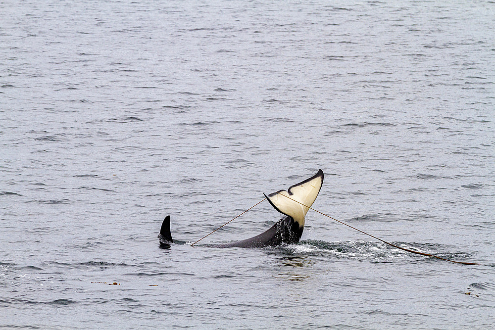 Adult killer whale (Orcinus orca) surfacing with kelp on its flukes in Chatham Strait, Southeast Alaska, United States of America, Pacific Ocean, North America