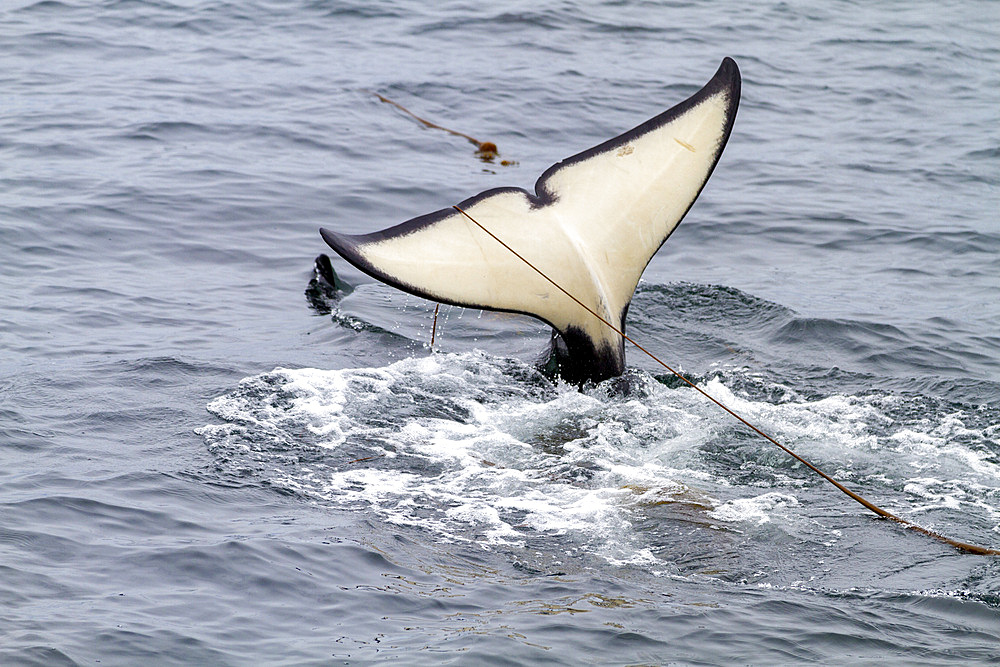 Adult killer whale (Orcinus orca) surfacing with kelp on its flukes in Chatham Strait, Southeast Alaska, United States of America, Pacific Ocean, North America