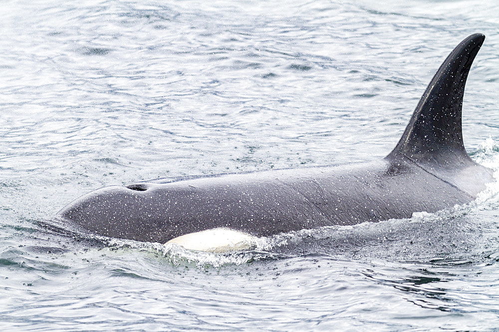 Adult female killer whale (Orcinus orca) surfacing in Chatham Strait, Southeast Alaska, United States of America, Pacific Ocean, North America