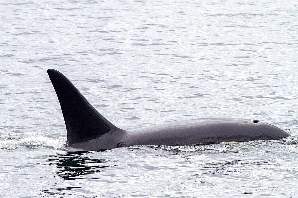 Adult bull killer whale (Orcinus orca) surfacing in Chatham Strait, Southeast Alaska, United States of America, Pacific Ocean, North America