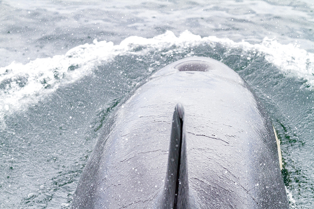 Adult female killer whale (Orcinus orca) surfacing in Chatham Strait, Southeast Alaska, United States of America, Pacific Ocean, North America