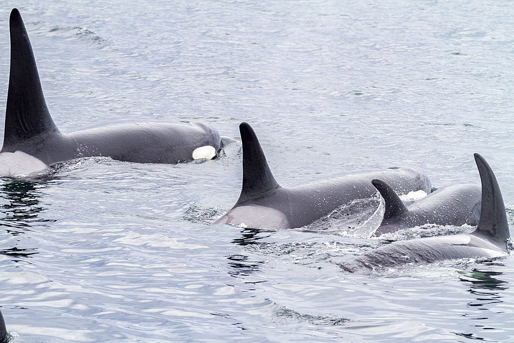 A pod of killer whales (Orcinus orca) surfacing in Chatham Strait, Southeast Alaska, United States of America, Pacific Ocean, North America