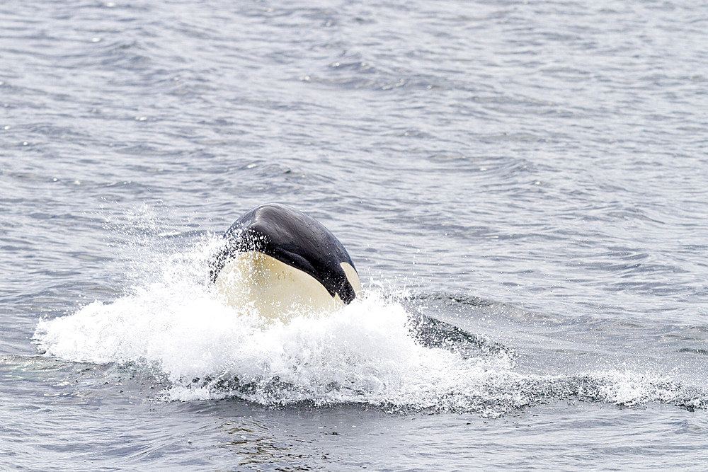 A juvenile killer whale (Orcinus orca) head-lunging in Chatham Strait, Southeast Alaska, United States of America, Pacific Ocean, North America