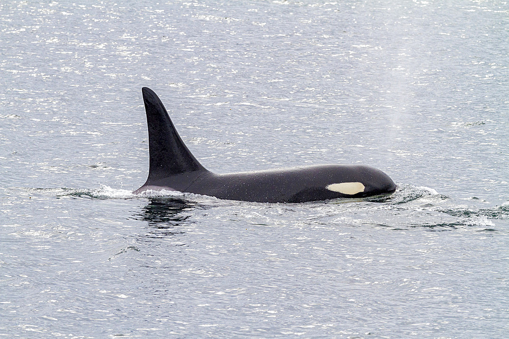 Adult bull killer whale (Orcinus orca) surfacing in Chatham Strait, Southeast Alaska, United States of America, Pacific Ocean, North America