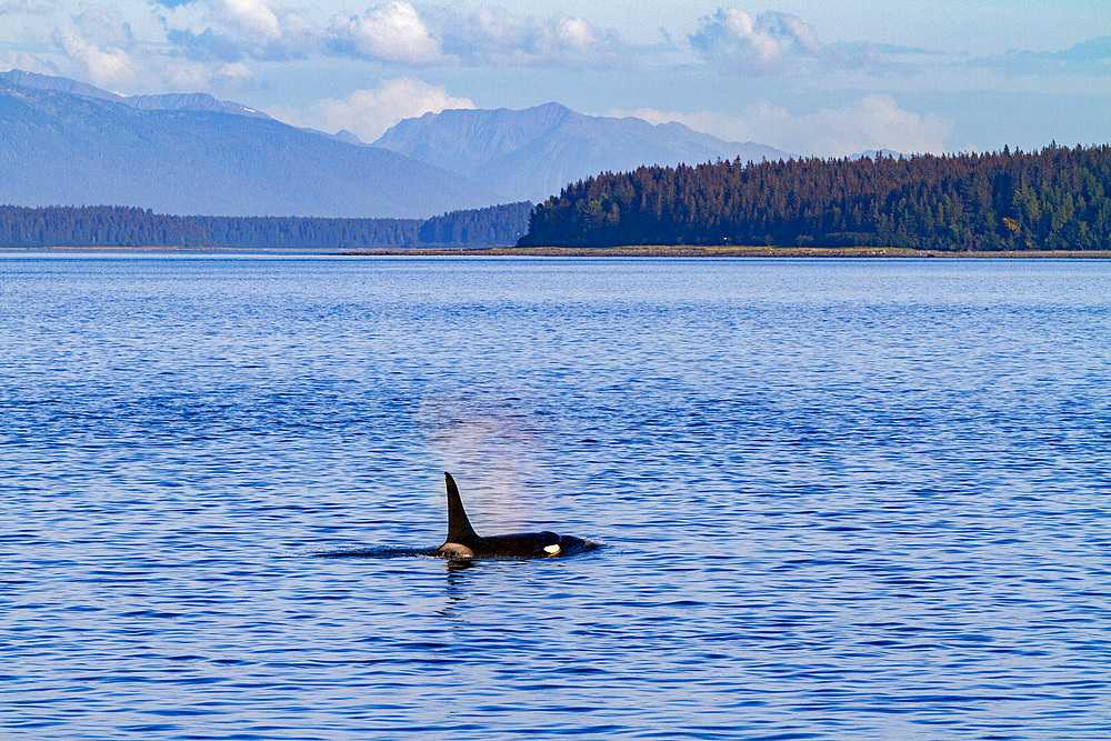 Adult bull killer whale (Orcinus orca) surfacing in Glacier Bay National Park, Southeast Alaska, Pacific Ocean.