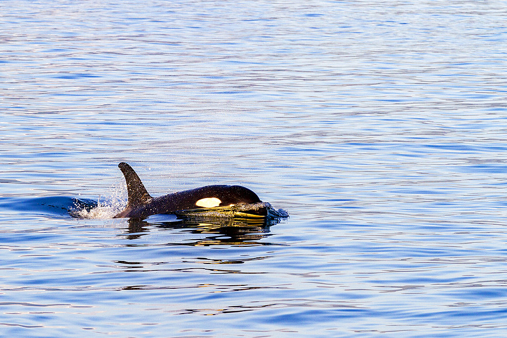 A young killer whale (Orcinus orca) surfacing in Glacier Bay National Park, Southeast Alaska, United States of America, Pacific Ocean, North America