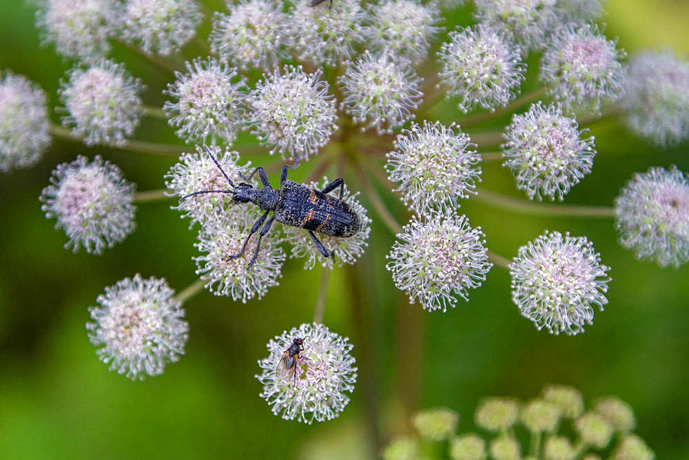 A close up view of a beetle on hogweed (Heracleum spp) found in the Solovetsky Islands, White Sea, Russia.