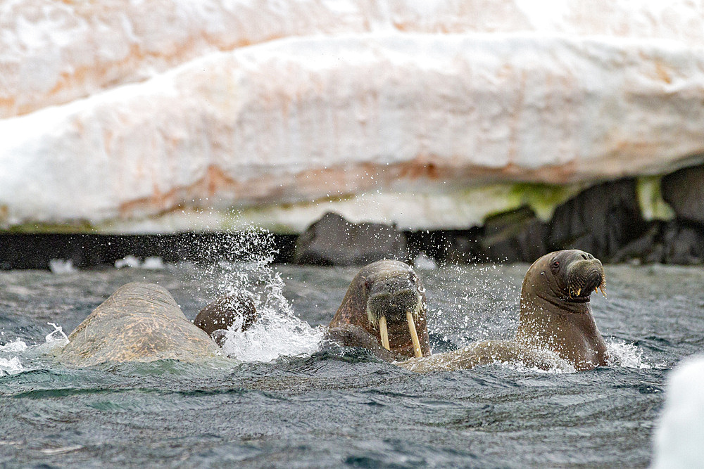 Curious walrus (Odobenus rosmarus rosmarus) near Apollo Island in Franz Josef Land, Russia, Arctic Ocean, Eurasia