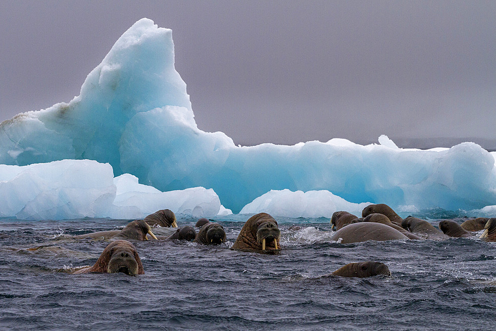 Curious walrus (Odobenus rosmarus rosmarus) near Apollo Island in Franz Josef Land, Russia, Arctic Ocean, Eurasia