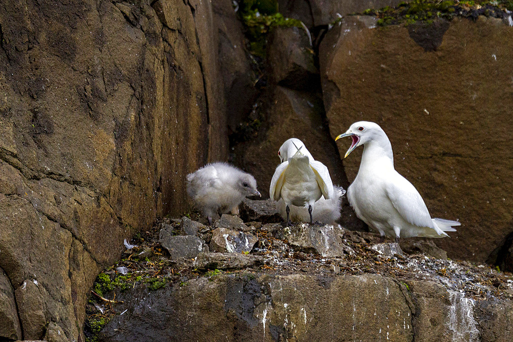 A newly discovered ivory gull (Pagophila eburnea) breeding colony on Alexander Island in Franz Josef Land, Russia, Eurasia