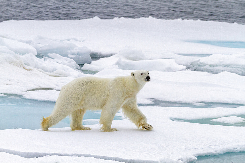 Adult male polar bear (Ursus maritimus) on multi-year ice floes in Franz Josef Land, Russia, Arctic Ocean, Eurasia