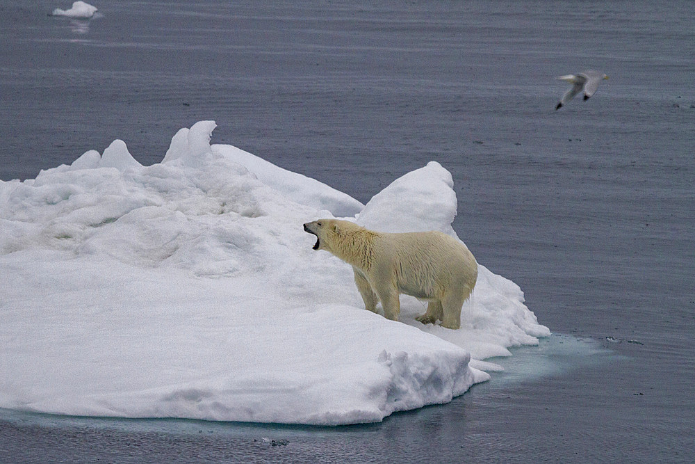 Adult female polar bear (Ursus maritimus) yawning with mouth open on multi-year ice floes in Franz Josef Land, Russia.