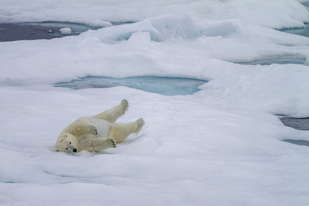 Adult female polar bear (Ursus maritimus) rolling in snow to clean its fur on multi-year ice floes in Franz Josef Land, Russia, Arctic Ocean, Eurasia