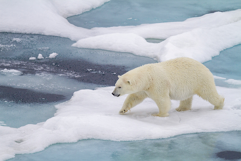 Adult female polar bear (Ursus maritimus) walking on multi-year ice floes in Franz Josef Land, Russia, Arctic Ocean, Eurasia