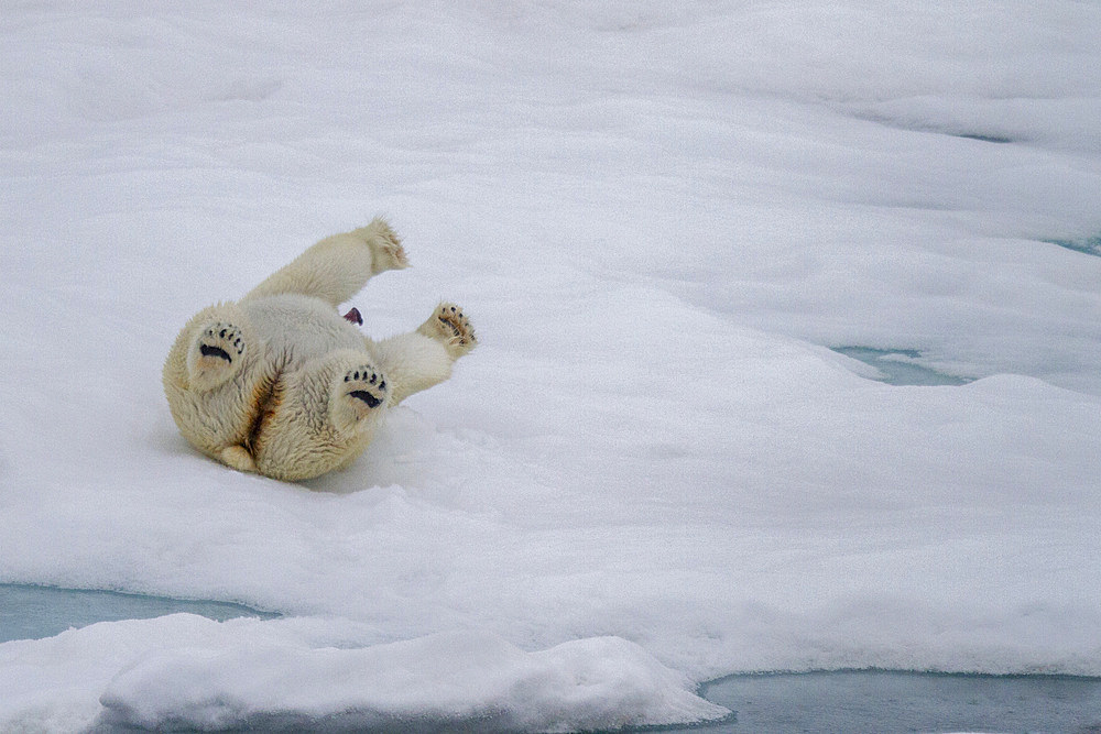 Adult female polar bear (Ursus maritimus) rolling in snow to clean its fur on multi-year ice floes in Franz Josef Land, Russia.