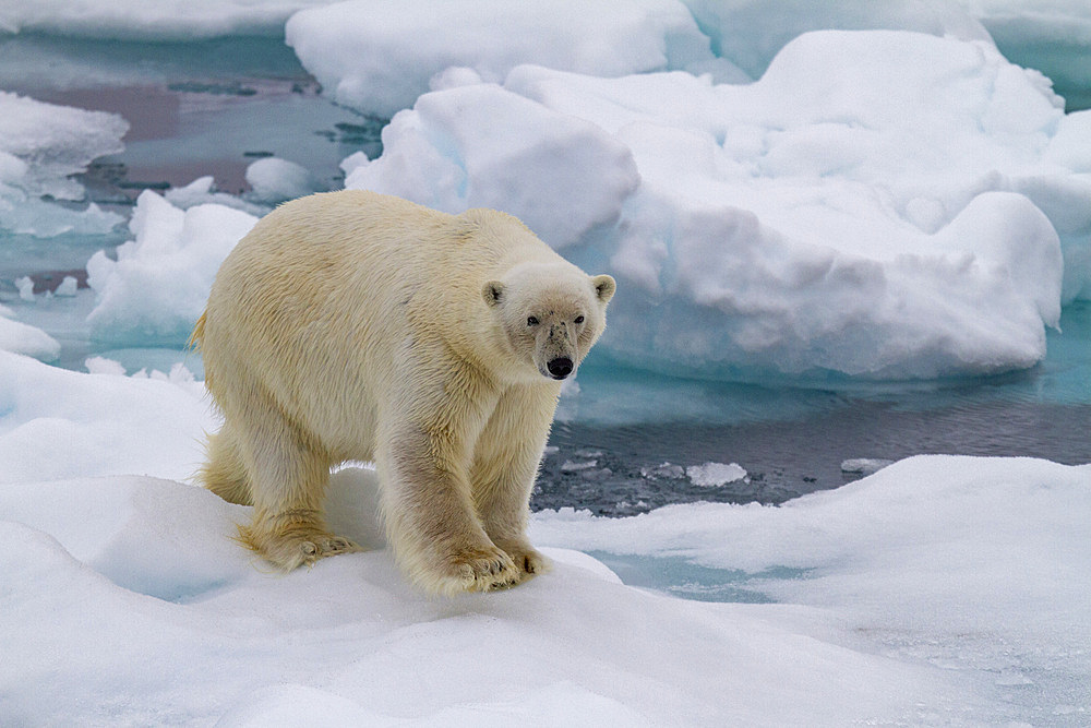 Adult male polar bear (Ursus maritimus) on multi-year ice floes in Franz Josef Land, Russia, Arctic Ocean, Eurasia