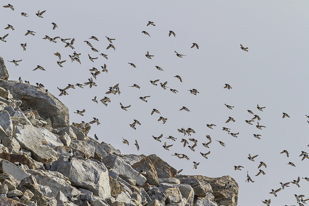 Adult Dovekie (Little Auk) (Alle alle) breeding area in the Norge Islands in the Svalbard Archipelago, Norway, Arctic, Europe