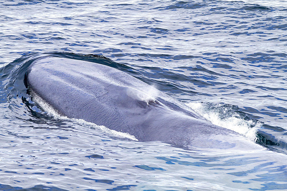 A very rare sighting of an adult Blue Whale (Balaenoptera musculus) surfacing in the Svalbard Archipelago, Norway, Arctic, Europe